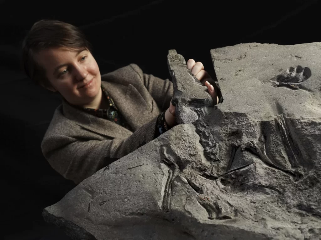Ein seltenes Fossil eines 170 Millionen Jahre alten Flugsauriers mit einer Flügelspannweite von 8 Fuß wird gefunden