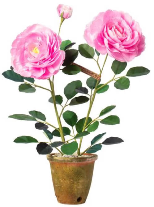 Die Green Vase Floribunda Rose Plant, Goop, 565 $
