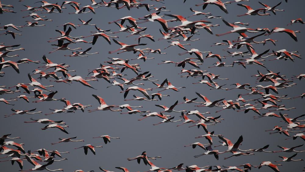 Türkei: Flamingos bringen Farbe an den Ebersee