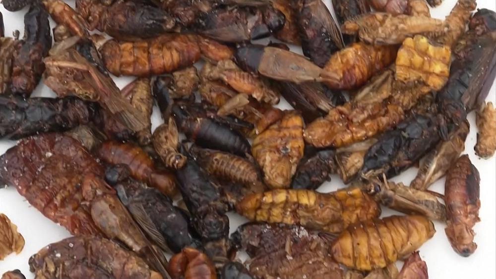 VIDEO : Jungunternehmer stellt Verkaufsautomaten mit essbaren Insekten auf