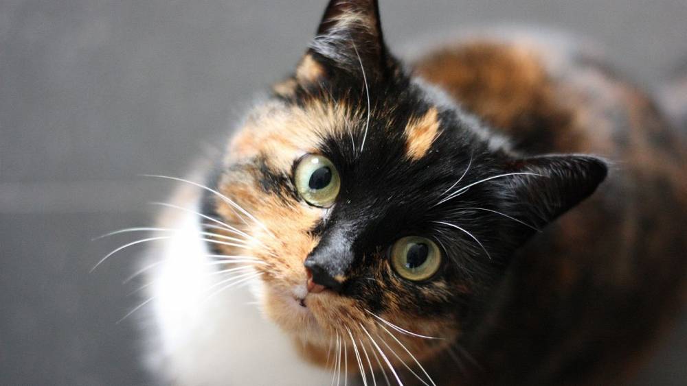 Katzen sind „fremde Arten“, sagt das polnische Institut