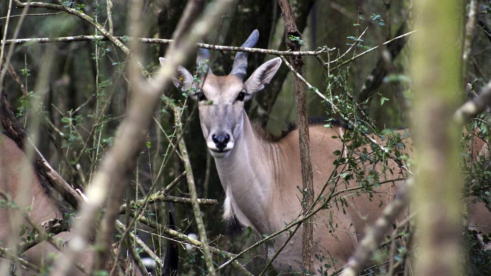 Arbeiter in schwedischem Tierpark von großer Antilope aufgespießt