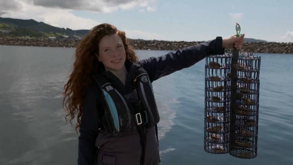 Das britische Wiederherstellungsprojekt „Wild Oysters“ zielt darauf ab, das Blatt gegen den Artenrückgang zu wenden