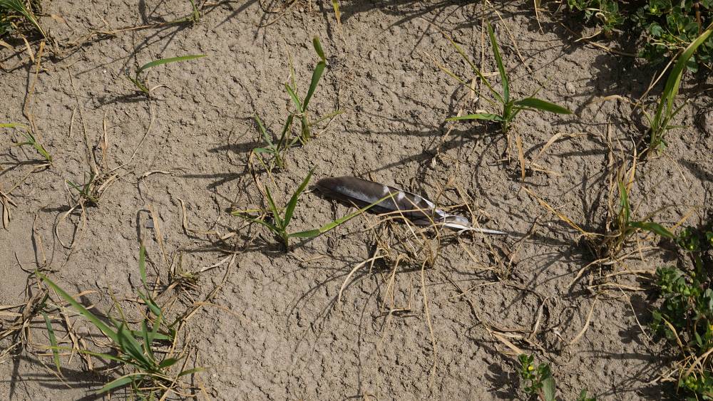 Dürre am Fluss Po: Risotto-Reis-Ernte wird befürchtet, da italienische Reisfelder aufgrund fehlender Regenfälle austrocknen