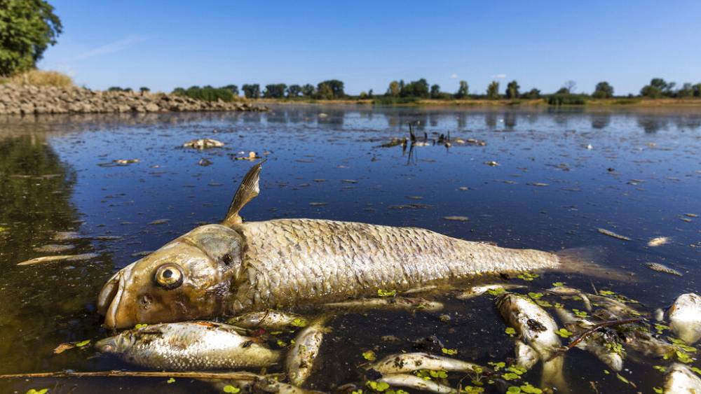 Massenfischsterben in deutsch-polnischen Flüssen beunruhigt Naturschützer