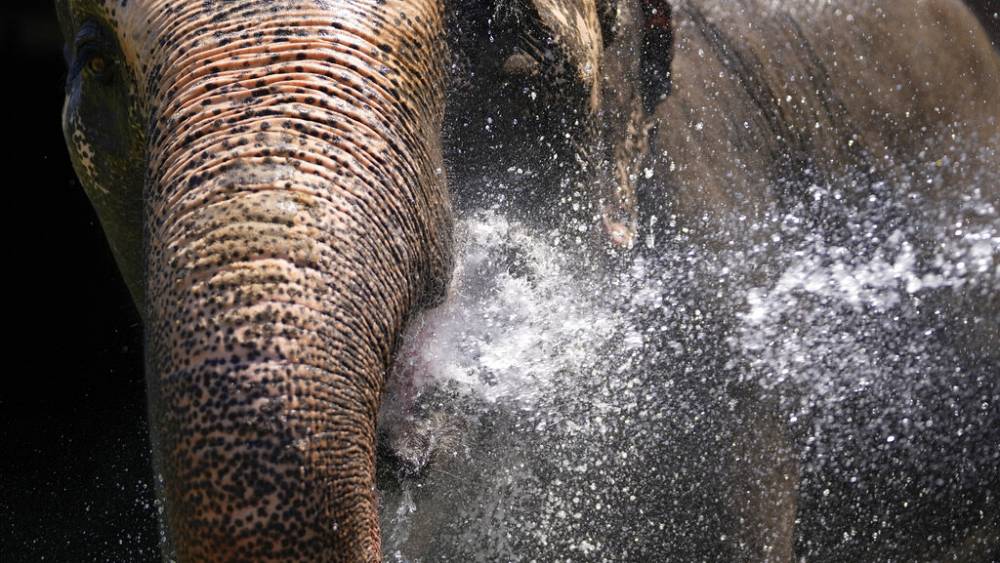 Weltelefantentag: Steigende Bevölkerungszahlen behindern die Rolle der Elefanten als „Wächter des Ökosystems“