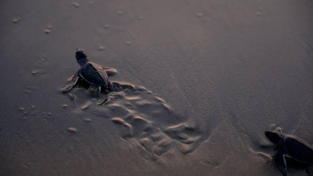VIDEO : NGO setzt bei Sonnenuntergang frisch geschlüpfte Meeresschildkröten an der Westküste Zyperns frei