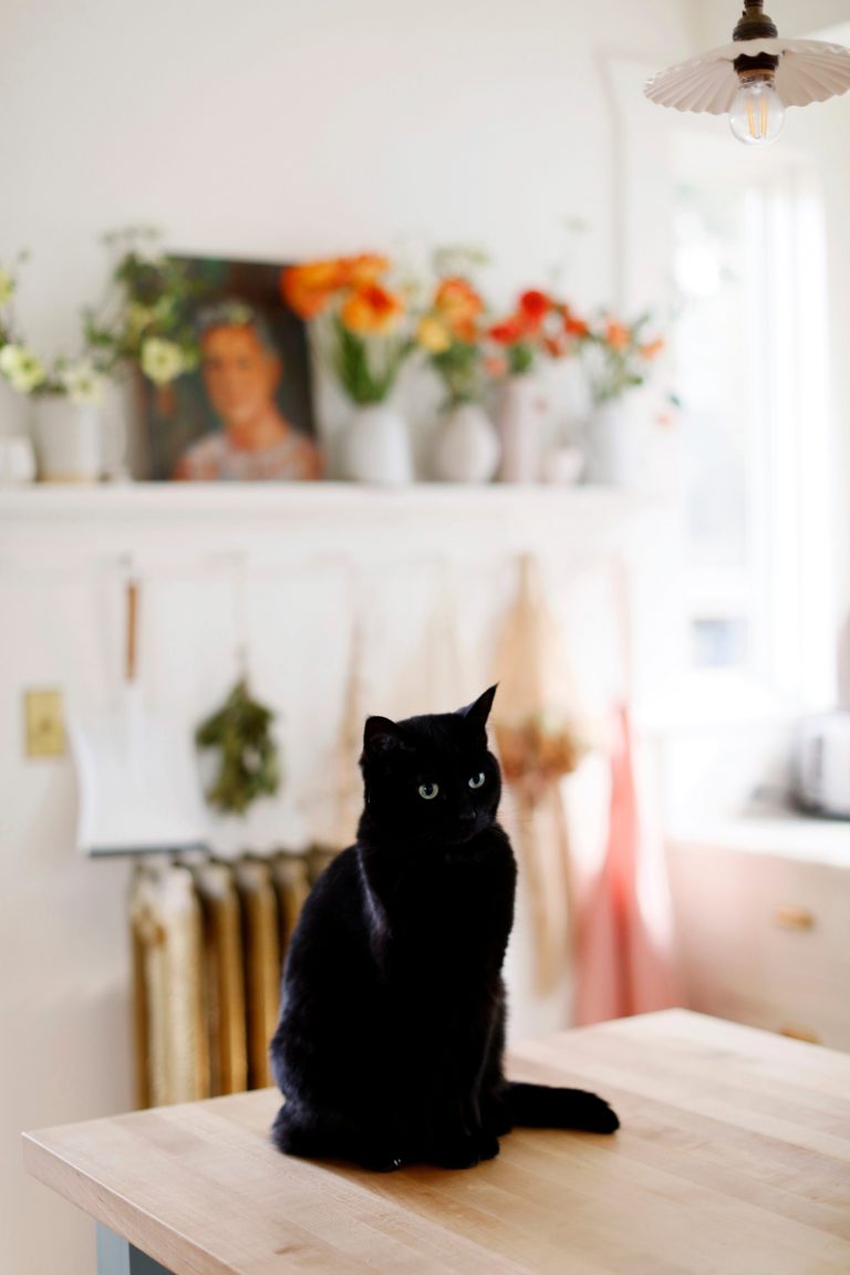 schwarze Katze, erstmaliger Haustierbesitzer